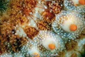 Close up of a spiny  sea star revealing its armor  It is ... by Peet J Van Eeden 